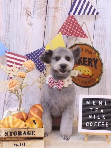 20240928シルヴァくん